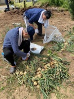 玉ねぎ収穫�A.jpg