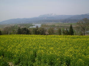 鮮やかな黄色の菜の花畑